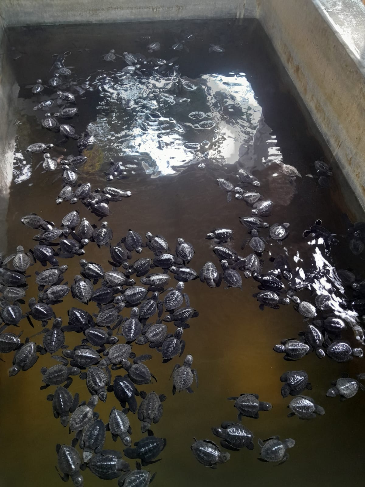 Baby sea turtles