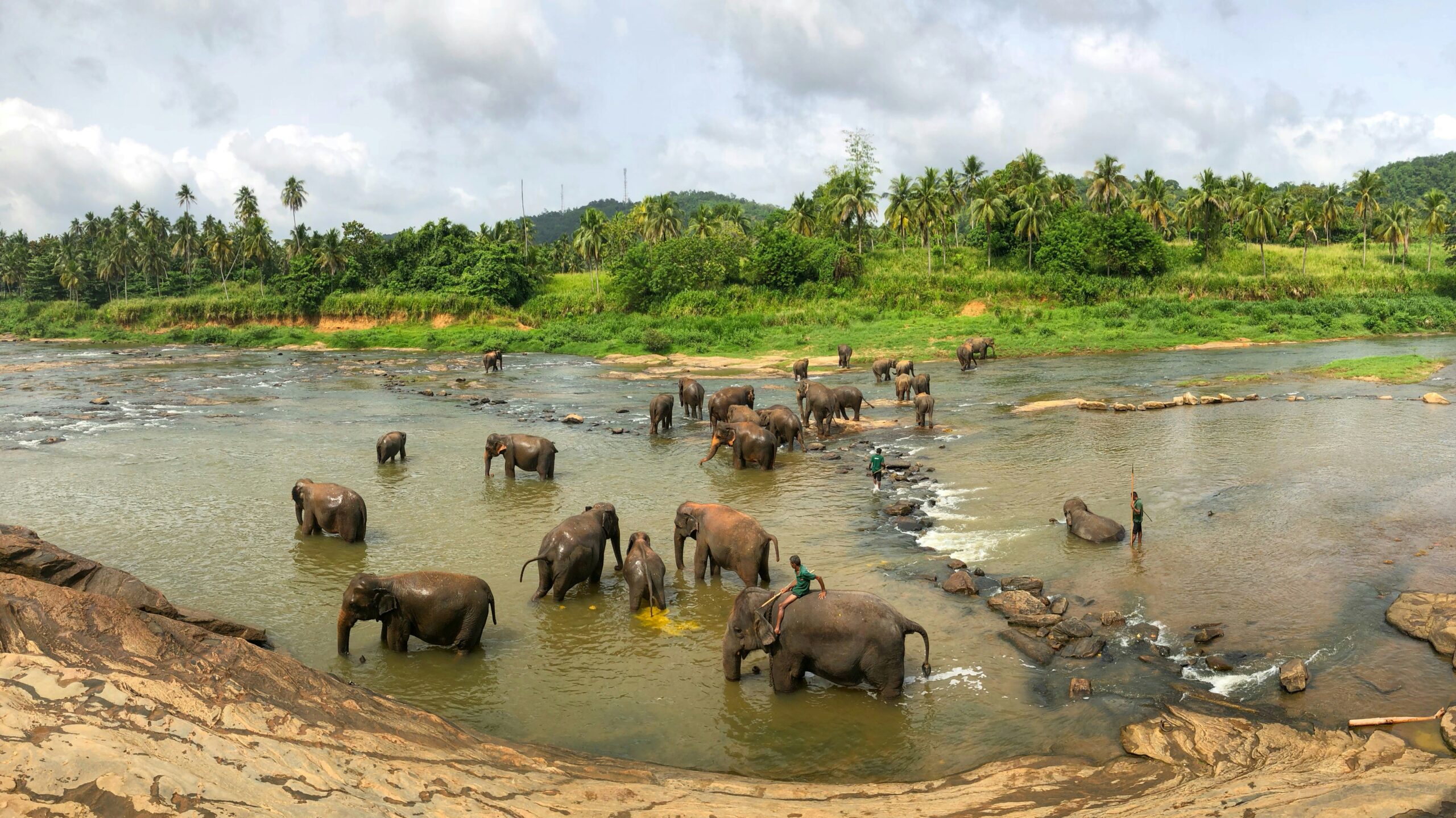 Elephants Pinnawala