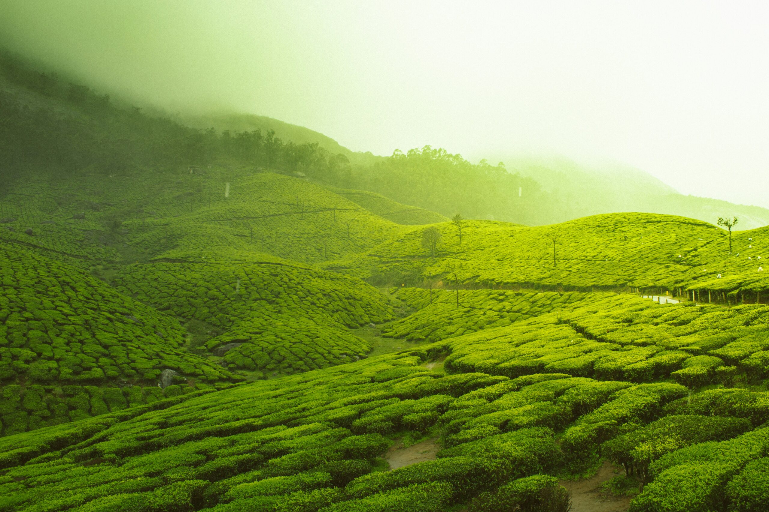 Tea plantations